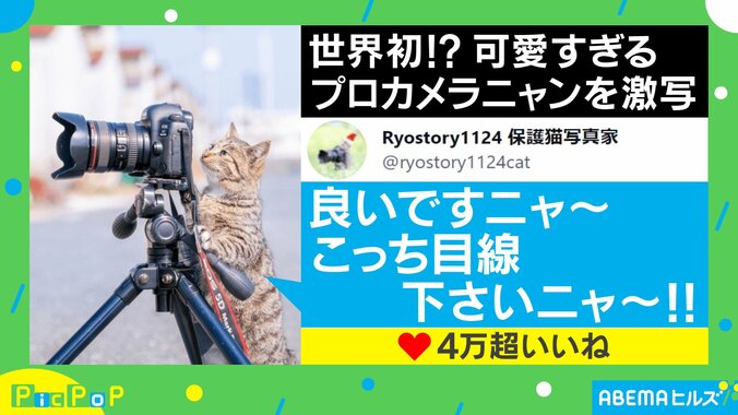 目線くださいニャ～！地域猫の“撮影姿”が可愛すぎると話題「プロカメラニャン」「触ってる機材がガチ」 1枚目