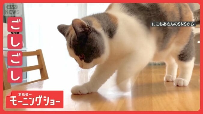 「猫の手も借りたいニャン」　きれい好きネコちゃん　隅々までゴシゴシする理由とは？ 1枚目