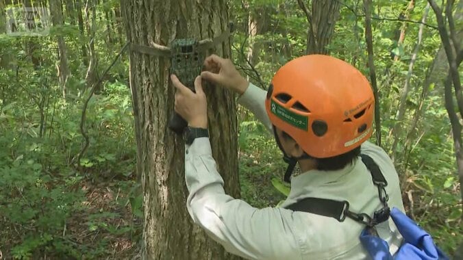 手法統一 カメラ800台以上を設置…クマの個体数調査開始 1枚目