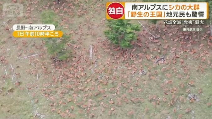 山肌を埋め尽くすシカの大群