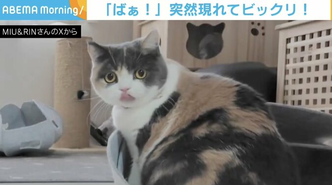 【写真・画像】猫が身を潜めて「いないいないばぁ！」 2匹の戯れが話題に ドッキリ大成功後の表情にも注目　2枚目