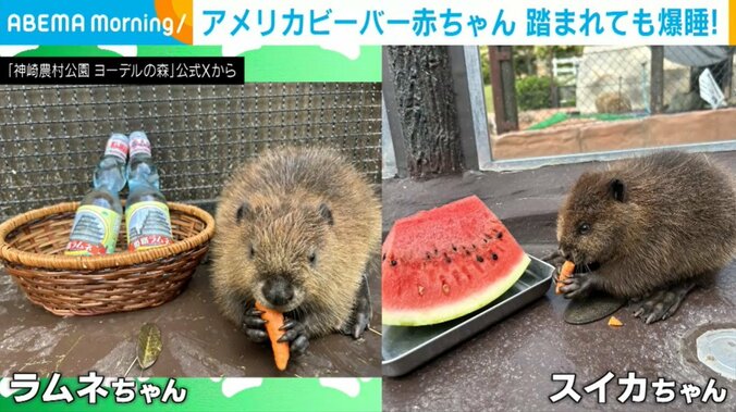 アメリカビーバーの「ラムネ」ちゃんと「スイカ」ちゃん