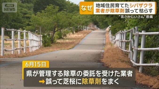立谷川全体の5割　赤茶色に枯れてしまったシバザクラ