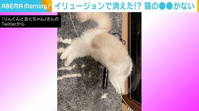 閲覧注意？ 首から上が“消えてしまった”猫に驚きの声 「どうなってるの!?」 1枚目