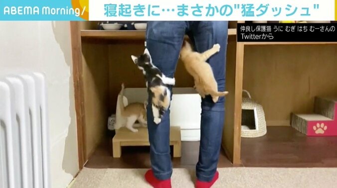 寝起きダッシュで飼い主の足を駆け上がる！ 子猫たちのお目当てはご飯 デニムはすでに2本がダメに 1枚目