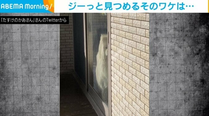 「置いていったな」 外出から帰ってきた飼い主に突き刺さる“視線” 普段は優しい犬の見せる豹変した“笑撃”行動が話題 1枚目