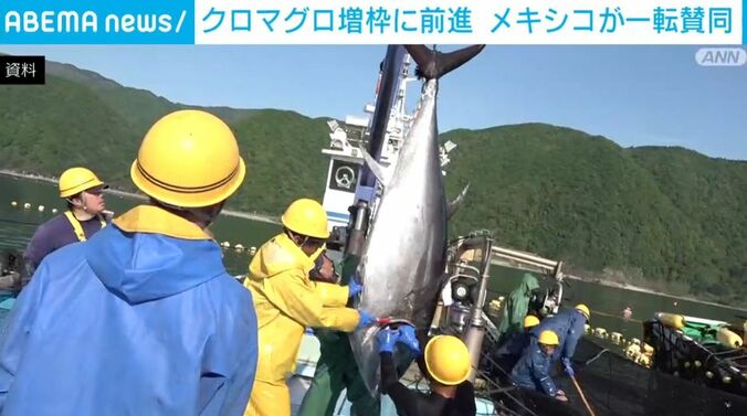 釣り上げられたクロマグロ