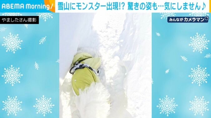 ビションフリーゼのろくくん