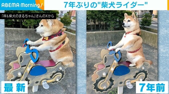 柴犬のまるちゃん（12歳）