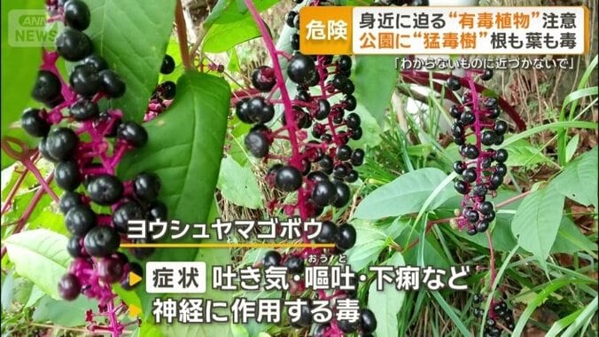 ヨウシュヤマゴボウ