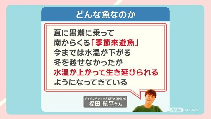 この冬 記録的大雪の可能性も！海水温上昇が招く異常気象 伊豆の海は南国化 15枚目