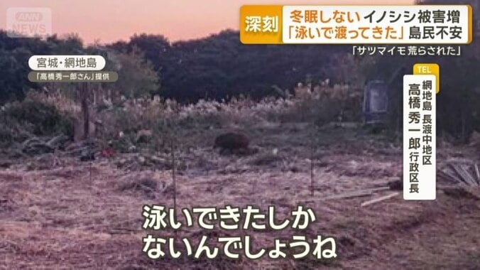 初めてイノシシが目撃された