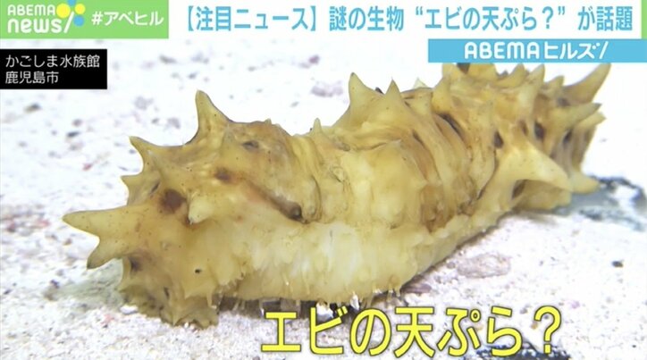 「エビの天ぷら？」水族館に展示された“謎の生物”の正体 詳細は不明