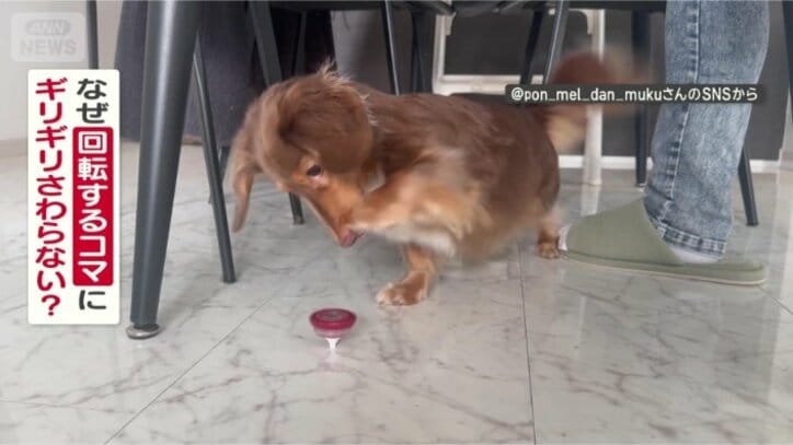 コマに触らないのはなぜ？