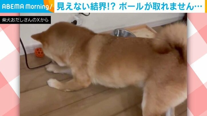 柴犬のおだしくん（3歳）