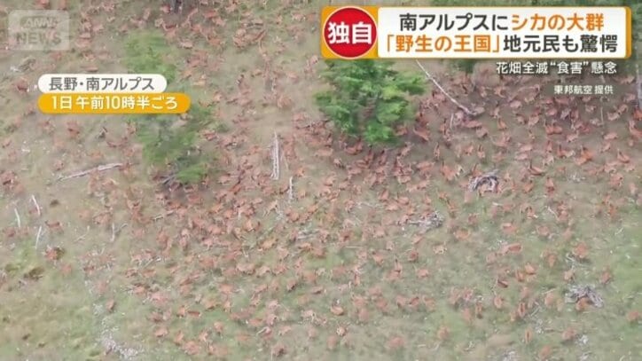 山肌を埋め尽くすシカの大群