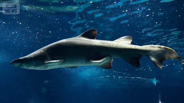 【サメの見分け方】アクアワールド茨城県大洗水族館にいるサメ｢シロワニ｣を見分けよう