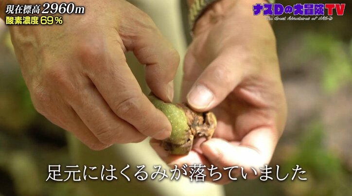 “クルミ”は梨のような甘味？ ナスDが見た美しすぎるヒマラヤの紅葉