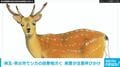 埼玉・秩父市でシカの目撃相次ぐ 県警が注意呼びかけ