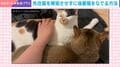 先住猫を嫉妬させずに後輩猫をなでる“ただ一つの方法”→画期的すぎる“なで技”に「その手があったか！」「これは高等テクニック」と話題