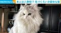 毛づくろいが下手なのにドヤ顔の猫 豪快な“ライオンヘアー”とマッチした絶妙な表情に「まあ、斬新!」「飲み物吹きました!」爆笑の声