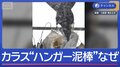 “春カラス”の被害が多発　ハンガー狙うワケは？意外な対策も