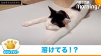 【映像】ぐったり眠る猫の“レアな寝姿”（横から見た様子も）