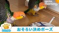 【映像】息ぴったりなインコたち