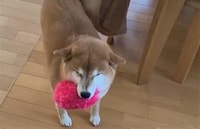 飼い主を悶絶させた柴犬の小刻みステップ 笑顔でリズミカルに近づいてくる姿に「何度でも見ていられる」と262万回再生