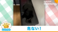 【映像】要注意！黒いイスに擬態する黒猫