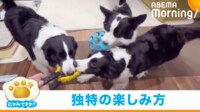 【映像】2匹に紛れて“謎の遊び”をする犬