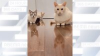 ボール転がしても…遊んでくれない猫