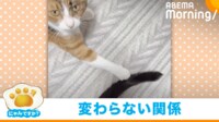 【映像】しっぽ遊びに夢中な保護猫(2年前の姿も)