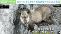 【映像】ニホンカモシカに遭遇した瞬間（3分1秒ごろ～）