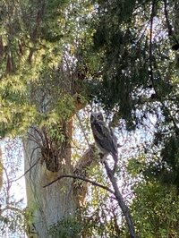 ダルビッシュ有『野生の』