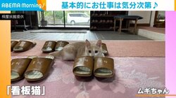 旅館の新人“看板猫” 客用スリッパを温めてくれる特別サービスに担当者「猫ならではのおもてなしを」