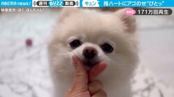 ポメラニアンが飼い主の指ハートに「アゴ乗せ」 キュートな行動に“170万人が悶絶” 「カワイイすぎる」と反響