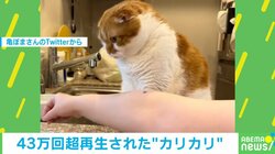 腕のほくろを“おやつ”と勘違いする猫 思わず反応してしまう可愛すぎる姿に飼い主「それカリカリじゃない」