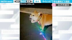 「それ遠吠えなの！？」生まれて初めての“遠吠え”が下手すぎる柴犬に「微妙に首傾げるの可愛い」「リードがレインボーなことも突っ込みたい」と反響