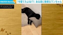 「いつの間に？」食いしん坊な犬 爆睡中でも冷蔵庫を開く音がすると…すぐに駆け寄る