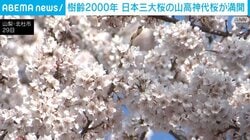 山梨県で樹齢2000年の桜 満開