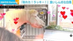 ご飯をフライングして…食いしん坊な白馬に「早く食べないと仕事（笹）に遅れてしまう…！」など反響