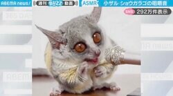 「プロのASMR配信者ですわ」おやつを食べる小ザルの“咀嚼音”に「音乗るようにマイク見てるw」「尊い…かわいすぎ」と絶賛の嵐