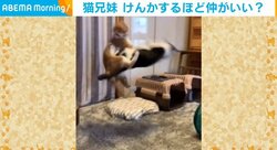 「すごい勢い」激しめな“兄妹喧嘩”をする2匹のパワフルネコが話題