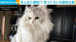 毛づくろいが下手なのにドヤ顔の猫 豪快な“ライオンヘアー”とマッチした絶妙な表情に「まあ、斬新！」「飲み物吹きました！」爆笑の声