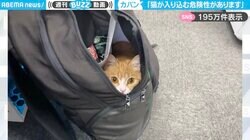オフィスで社員のカバンに入り込んでしまった、“新卒社員の猫”がSNSで話題「むしろ入っていただき光栄です！」「うちの事務所に足りないのは猫」