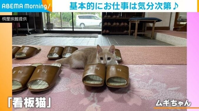 旅館の新人“看板猫” 客用スリッパを温めてくれる特別サービスに担当者「猫ならではのおもてなしを」 1枚目