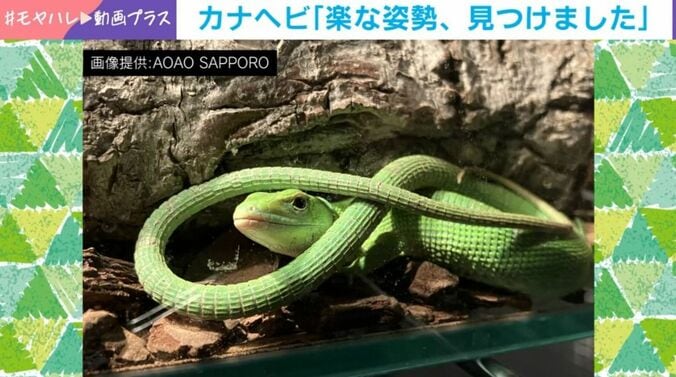 カナヘビ