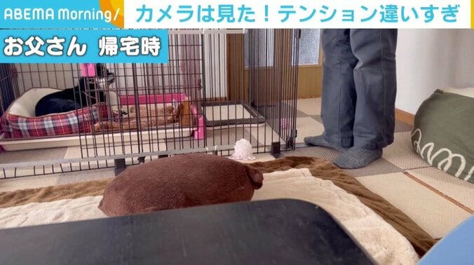 夫が日ごろ感じていた愛犬の態度の違い… カメラを設置→妻が帰宅すると大はしゃぎする姿が 1枚目