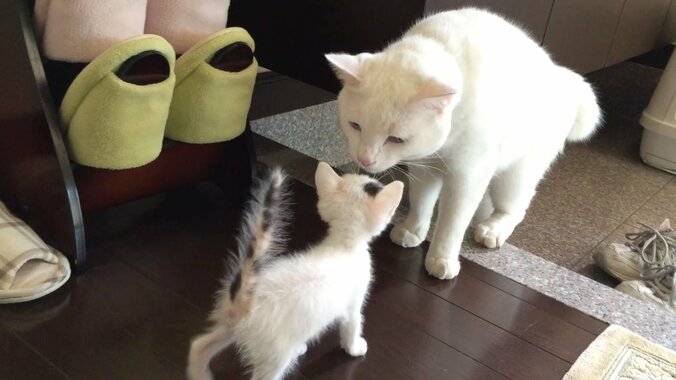 「僕、お兄ちゃんになるの？」 茶トラ猫“ひろし”に可愛すぎる兄妹誕生 6枚目